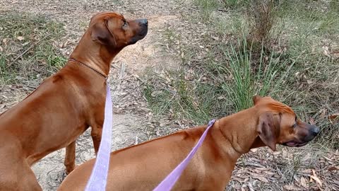 Powerful Rhodesian Ridgeback Dogs Walk Gently With Lame Little Old Lady