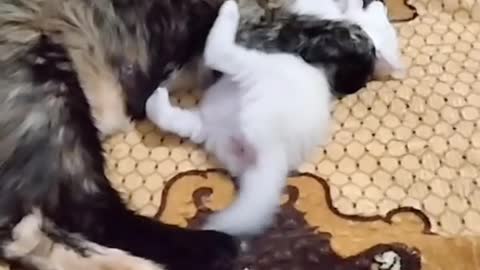 A cat playing with her little boy