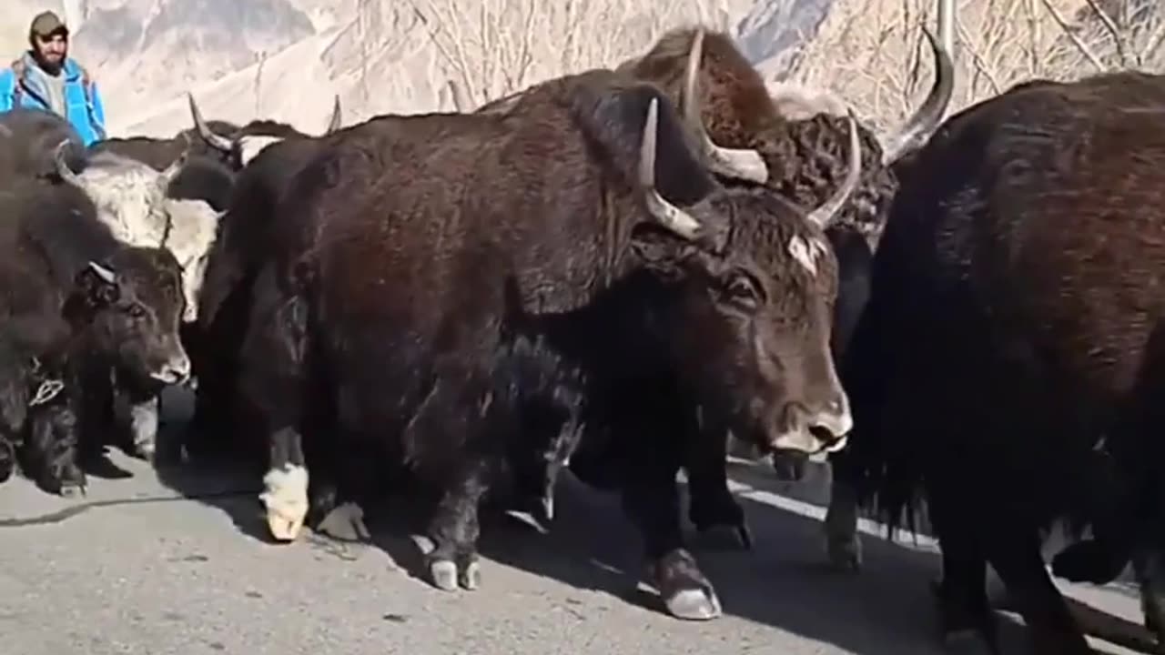 Mountain yak