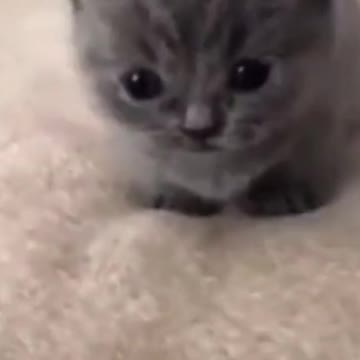 Funny kittens #kittens #funnycats #смешныеживотные Funny kittens