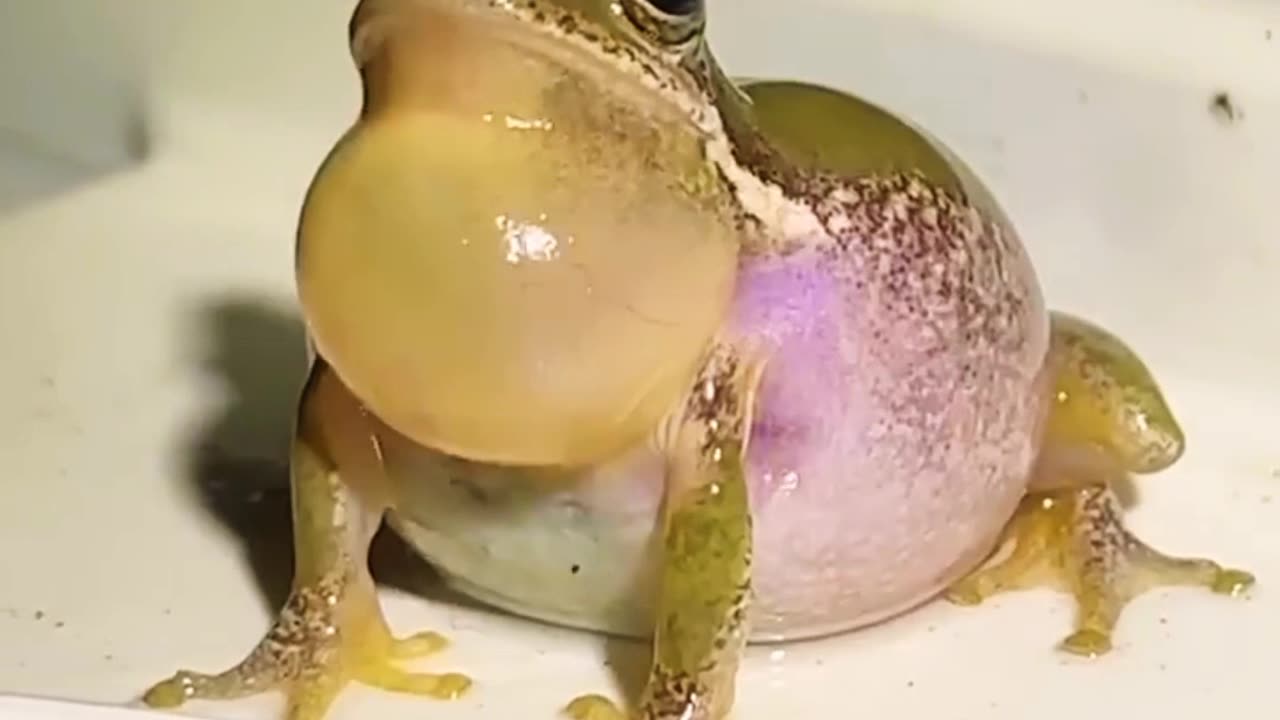 This is a strange looking frog , isn't it?