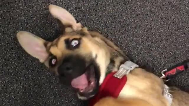 Tan dog lies on the floor in red harness