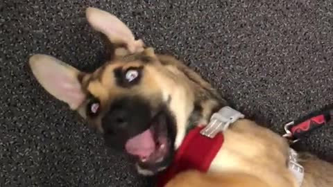 Tan dog lies on the floor in red harness