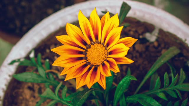 Time Lapse Footage Of A Sun Flower Blooming