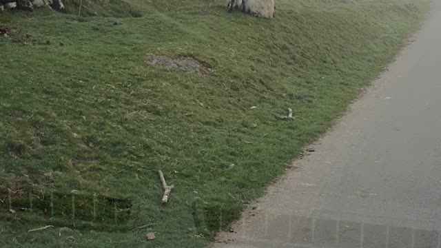 Baby 🐑 on dartmoore