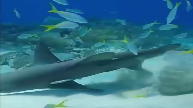 angry mother shark protecting her babies