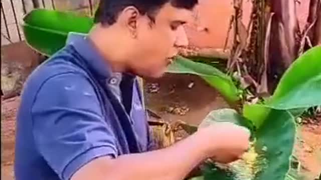 Funny eating in leaves