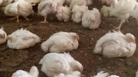 Poultry farm in pakistan the best video