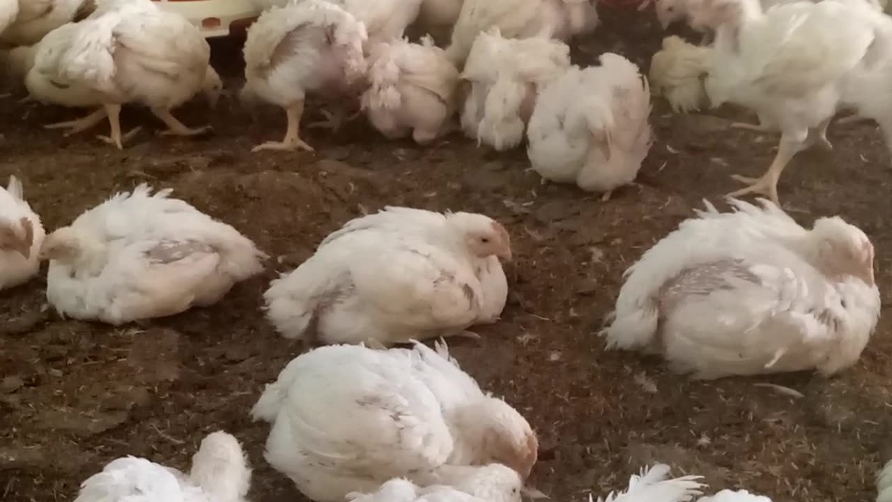 Poultry farm in pakistan the best video