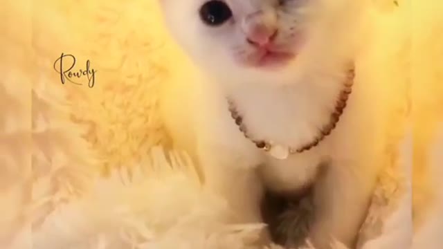 For Cat Lovers|| beautiful cute cat