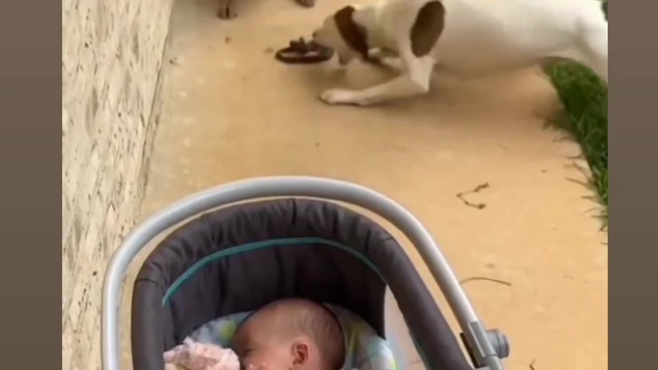 Funny vdo