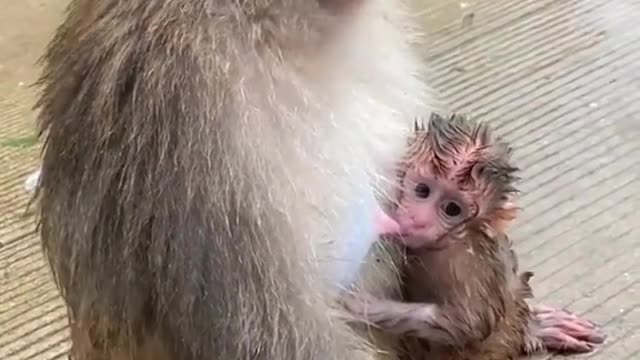 monkey feeding her baby in the rainfall