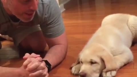 Cute Golden Retriever Puppy Prays Before Food