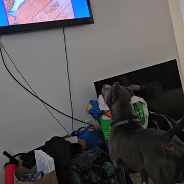 Dog in the tv