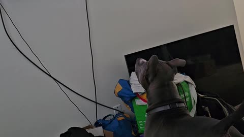 Dog in the tv