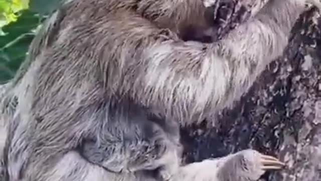 Cute Cute Sloth || Sloth Child Missed #animal (00:34)