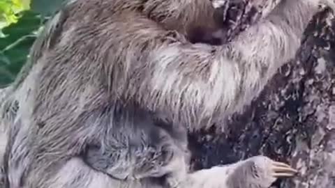 Cute Cute Sloth || Sloth Child Missed #animal (00:34)