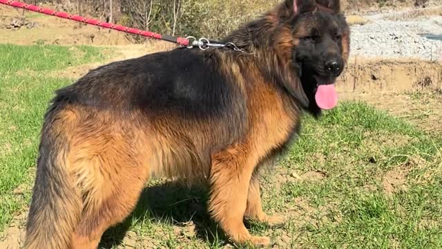 Powerful German shepherd puppy