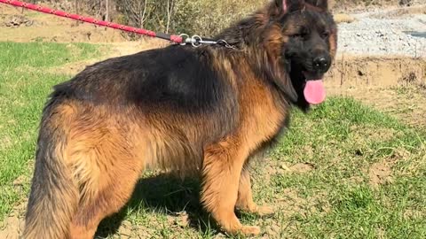 Powerful German shepherd puppy