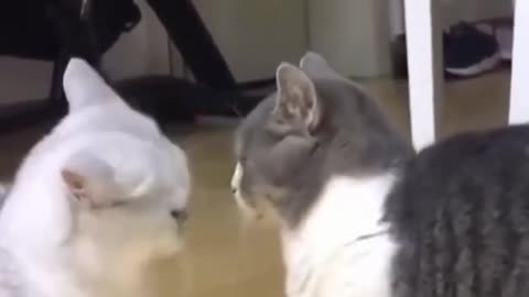 Cutest cat fight you could ever see