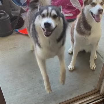 Good ole cotton eyed joe.