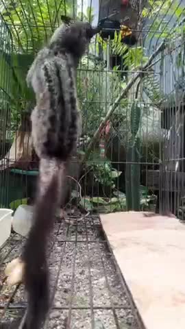 Weasels are searching for food