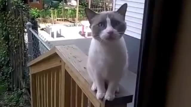 Yelling Cat is singing sad song