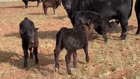 30- Young Angus pair. NM.