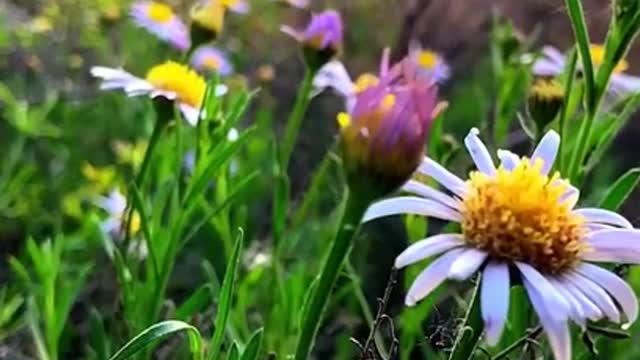The heart is as simple as a simple, and the person is as light as a chrysanthemum,