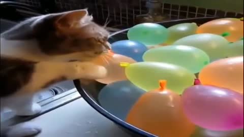 Funny cats are afraid of balloon