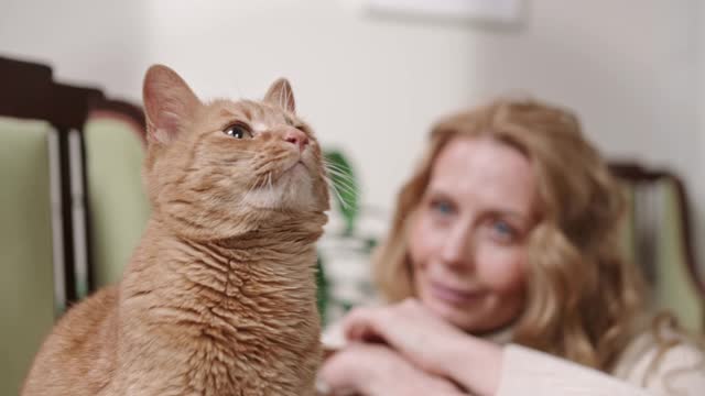 Looking at cats for life