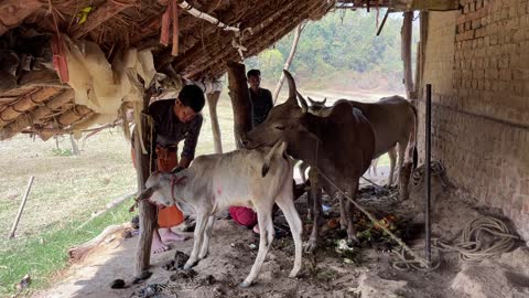 Dayalu Baba Collecting Milk for the Abhisheka of Lord Shiva on Shivaratri