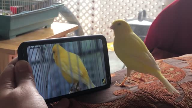 funny Canary Bird singing