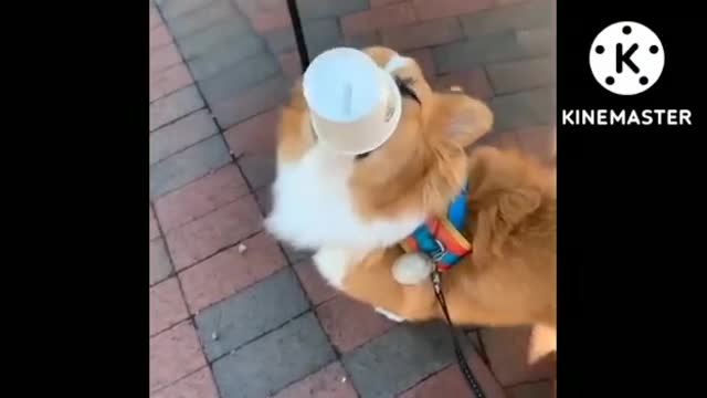 Funny video of dogs- Dog drinking Starbucks coffee