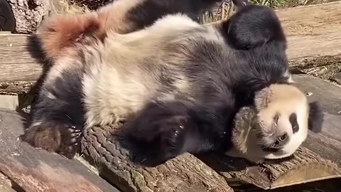 Why Panda's are Lazy (Cute and funny Pandas)