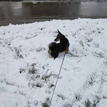 Puppy reaction to the first snow
