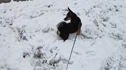 Puppy reaction to the first snow