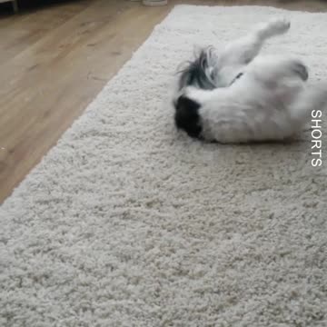 WATCH : Dog & Rat Best Friends! 😂❤️