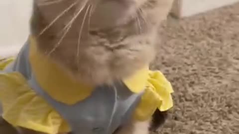 Cute Cat sorry not in mood