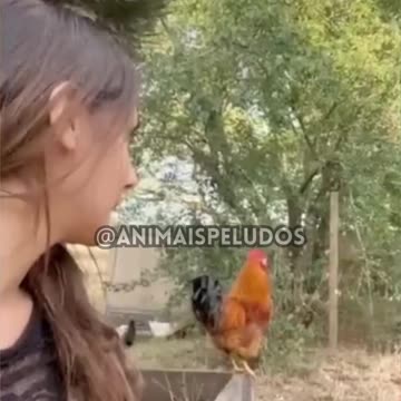 Compilação de Vídeos Engraçados 🤣