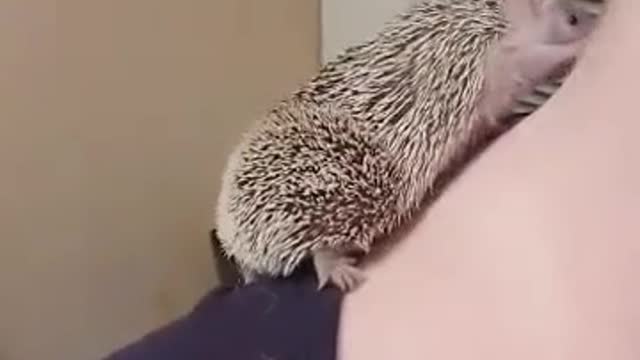hedgehog scratching ass
