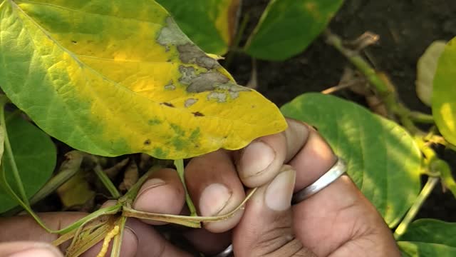 Soybean insect