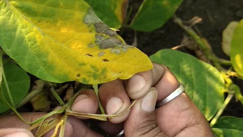 Soybean insect