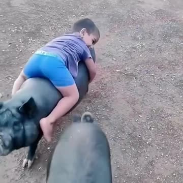 Playing with pig