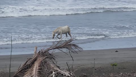 Morning beach stroll