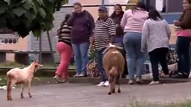 Crazy Goat Terrorizing People