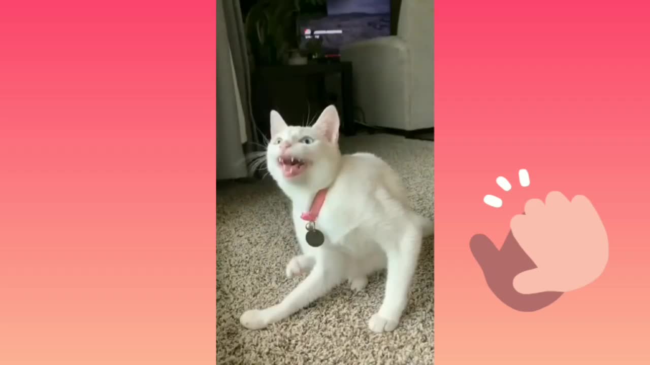 Cute Cat Singing Ah Aaaaa aa | Cute Animal Videos