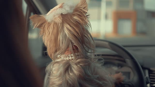 A cute dog inside a car looking around