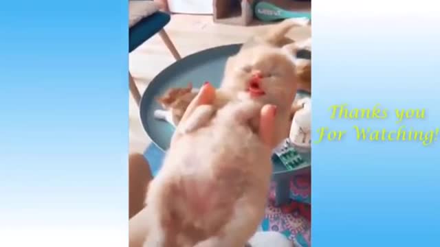 Top funny animals