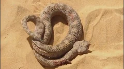 #fish Cobra do deserto x gato do deserto. (desert cat x desert snake)